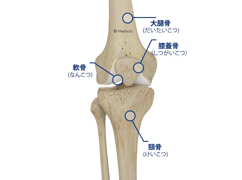 膝関節の構造_Giapponese_Big